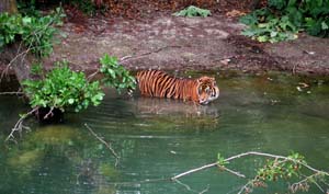 Tiger im Wasser